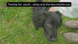 Puppy class learning whistle recall puppytraining dogtrainingtips [upl. by Celeste]