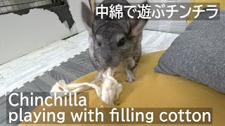 クッションで遊ぶチンチラ Chinchilla playing with cushion ちんちら Chinchilla チンチラ [upl. by Paik]