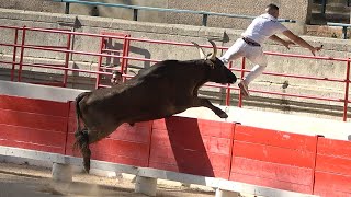 BEAUCAIRE27062024Taureaux JeunesCourse Camarguaise [upl. by Issi]