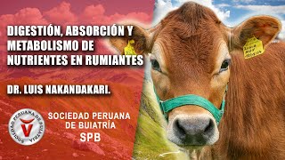 Digestión absorción y metabolismo de nutrientes en rumiantes [upl. by Tsan668]