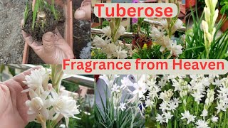 How To Grow Tuberose  Rajnigandha  Right Way at Right Time All Care garden flower fragrance [upl. by Schwartz]