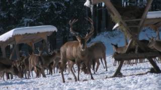 Wildfütterung am Bannwaldsee im Ostallgäu [upl. by Valda]