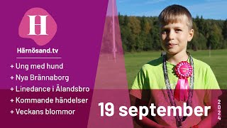 Härnösandtv  19 september 2024 [upl. by Enimisaj]