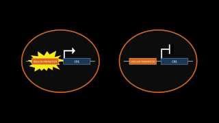 CreLoxP Recombination [upl. by Florine250]