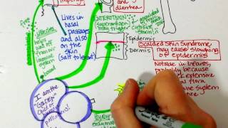 Staphylococcus aureus and MRSA characteristics [upl. by Dani]