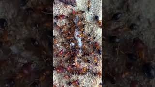 Ants eating fish ants blackpink insects bts youtubeshorts pedro [upl. by Ameehs]