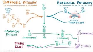 clotting mechanism  intrinsic and extrinsic pathway of coagulation بالعربي [upl. by Nylrebma]