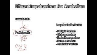 Circuitry of the Cerebellum [upl. by Lanaj]