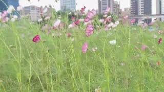 Flower Field [upl. by Barra]