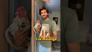 Tuk Malanga 🐓 P1 shorts youtubeshorts shortvideo viral aseel petcare [upl. by Yennor]