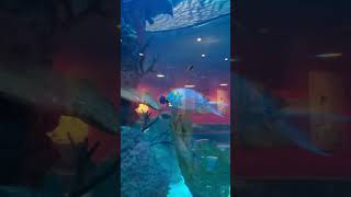 Cowfish aquarium Raleigh [upl. by Armalla587]