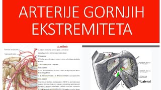 Arterije gornjih ekstremitetaaaxillarisabrachialisaradialis aulnaris [upl. by Arek]