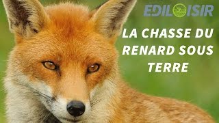 Renard  les secrets de la chasse sous terre [upl. by Duke]