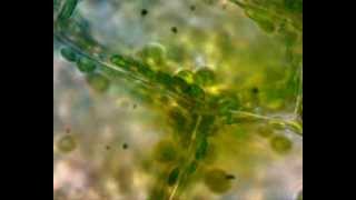 Práctica observación ciclosis Cellular cyclosis in Elodea canadensis [upl. by Siroled]