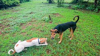 कुत्र्यांनी धरली कोल्ह्यांची पाठ 😳  सकाळी सकाळी गेलो जंगलात  😍 villagelife [upl. by Ydnar]