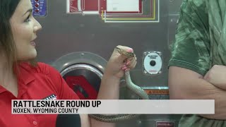 Noxen Rattlesnake Roundup  Eyewitness News [upl. by Nabila387]