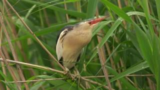 Little Bittern Song  Bukáček malý v toku [upl. by Brink]