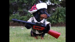 quotImz a huntin dogquot  Crusoe Celebrity Dachshund [upl. by Remo]