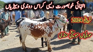 2 Teeth Cows Latest Prices For Qurbani 2024  Havelian Maweshi Mandi By My Life Channel [upl. by Id245]