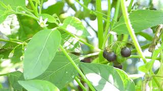 ソドムのリンゴ、ワルナスビ【有毒】（悪茄子、学名：Solanum carolinense ）ナス科 Carolina horsenettle 悪魔のトマト DSCN7713 [upl. by Elimaj]