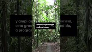 La reforestación y la conservación de bosques claves para un ganarganar en Costa Rica [upl. by Thom]