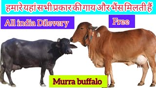 9201951971📞। best dairy farm in India। sahiwal cow। murra buffalo dairy farm [upl. by Yebba]