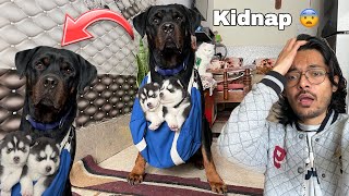 Puppy chori ho gye 🚨😨 Dog can talk 277  Rottweiler vs Husky  cheeni ke puppy  Review reloaded [upl. by Ahsiled299]