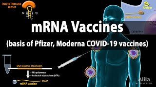 RNA Vaccines mRNA Vaccine  Basis of Pfizer and Moderna COVID19 vaccines Animation [upl. by Ttimme785]