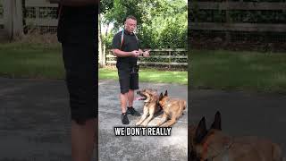 Belgian Malinois vs Malinois X Which Dog Is Right for You [upl. by Elkin]