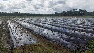 Strawberry Transplanting [upl. by Areis]