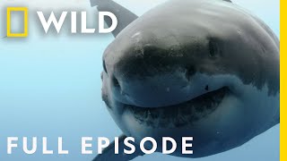 Shocking Shark Attacks The Dark Side of Paradise Full Episode  When Sharks Attack [upl. by Odirfliw]