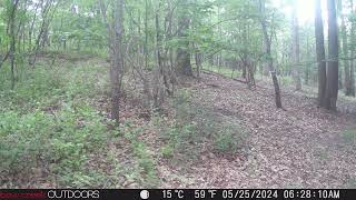 Trail Camera  Logging Road by Old Dump [upl. by Vanderhoek]