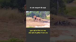 Sher aur Lakad bagha Ki Ladai  animal attack  animal short related short  animals short video [upl. by Troc]