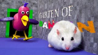 Hamster Adventures in Garten Of Banban Maze  Hamster Vs Opila Bird Monster [upl. by Harahs]