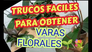 🌱TRUCOS FÁCILES PARA OBTENER VARAS FLORALES 💐 Tips sencillos pero no milagrosos [upl. by Lyda324]