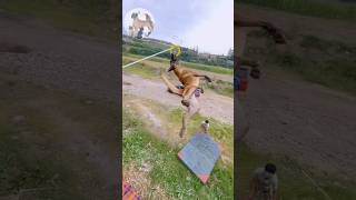 Dog trainingsportingdog topdogflyingdog slatmill viralvideodogvideosfyp shorts [upl. by Annoj]