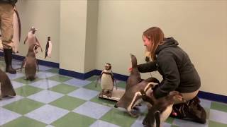 Penguins weigh in at the Saint Louis Zoo [upl. by Halyk]