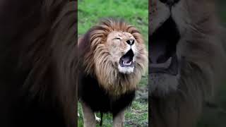 Best Roaring Lion 🔉 animals wildlife lion [upl. by Dunham]