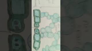 Diagram of Cross section of a 🌿 leafclass 10 Biologyshorts Life process CBSE class 10th Ch1 [upl. by Anesuza]