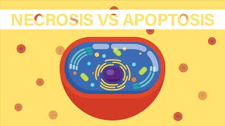 What is Necrosis and Apoptosis [upl. by Okir148]