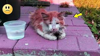 Eine obdachlose schmutzige Katze lag vor dem Haus und bat um Hilfe [upl. by Lednahc]