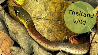 Rednecked Keelbacks  Rhabdophis siamensis ex subminiatus งูลายสาบคอแดง Hunting in Thailand [upl. by Salvidor]