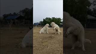 Great Pyrenees vs Maremmano Sheepdog doglover fight [upl. by Flann]