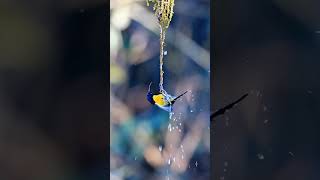 Green throated Sunbird video sunbridge [upl. by Robinette]