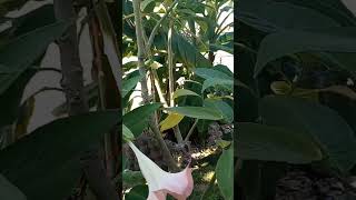 🌴Brugmansia Blooms🌴Joses Tropical Garden central NJ 🌴 [upl. by Nnyleak]