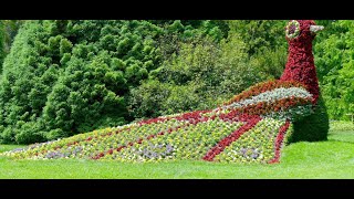 INSEL MAINAU🌼DAS Ausflugsziel am Bodensee  faszinierende Blumeninsel  Natur erleben🌺 Flower Island [upl. by Leimad]