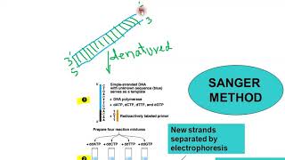 DNA SEQUENCING SANGER METHOD BY PROF ZAHOOR [upl. by Airdnala]