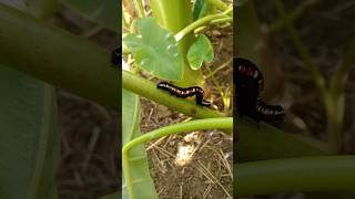 Insects video caterpillar life cycle  insects video hairy caterpillar life cycle  animals video [upl. by Thatcher]