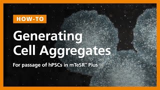 How to Generate Cell Aggregates and Passage Human Pluripotent Stem Cells hPSCs in mTeSR™ Plus [upl. by Aloivaf]