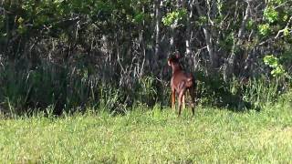 English Springer Spaniel and Doberman Pinscher rabbit hunting [upl. by Wight]